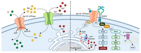 Cardiac Glycosides as Autophagy Modulators