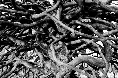 Image result for Interlinked Tree