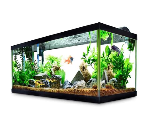 40-Gallon Breeder Tank: Our Top Four Choices - Aquariadise