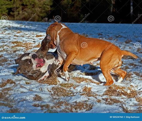 Pitbull Play Fighting with Olde English Bulldog Stock Photo - Image of ...