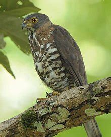 Female Crested Goshawk (Accipiter trivirgatus 凤头鹰) | Flickr