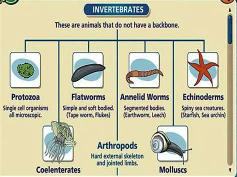 Cockroach Taxonomy 的图像结果