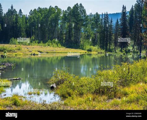 Marshy pond hi-res stock photography and images - Alamy