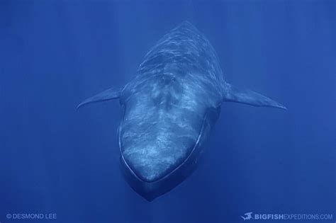 Underwater Blue Whale Photography