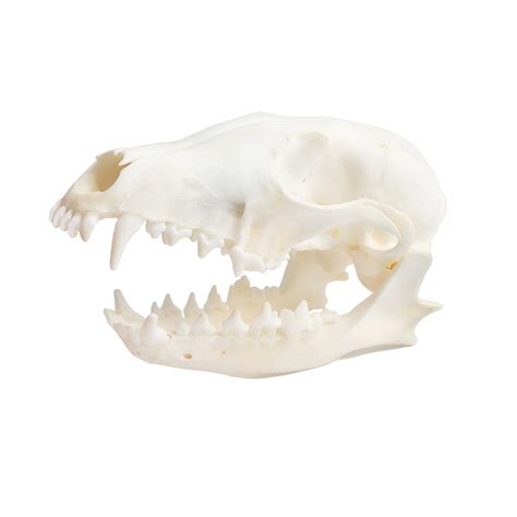 Wolf Skull Open Mouth