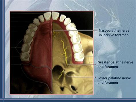 "The Trigeminal Nerve: Anatomy, Function, Clinical Significance, and ...