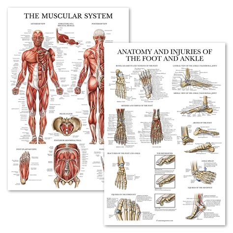 Buy 2 Pack - Muscular System Anatomical + Anatomy & Injuries of The Foot and Ankle Chart Online ...