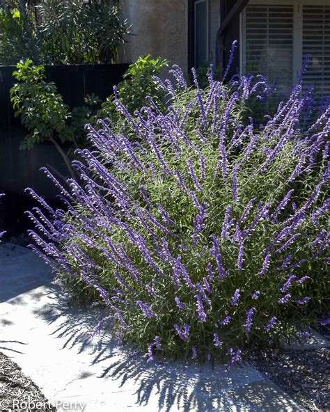 Flower Garden With Mexican Sage Mexican Bush Sage | What Grows There
