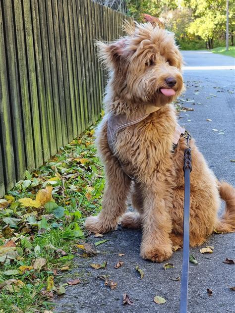 Waiting for her best friend on the other side of the fence : r/Goldendoodles