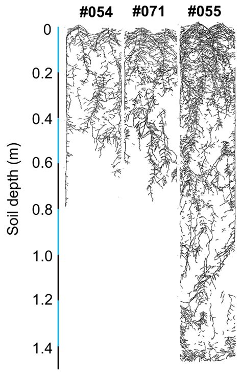 Characterization of Root System Architecture Traits in Diverse Soybean ...