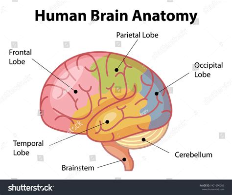 Image result for Brain