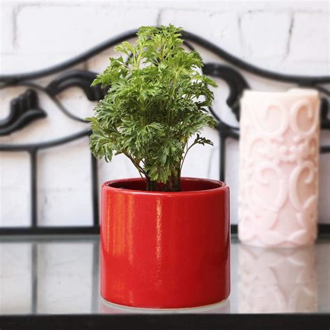 Ugaoo Pipe Red Ceramic Pot - 3.2 Inch : Amazon.in: Garden & Outdoors