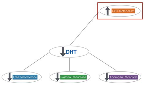 What Increases Dihydrotestosterone