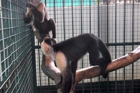 म्यांमार के रास्ते भारत पहुंच रहे विदेशी नस्ल के वन्यजीव, पूर्वोत्तर ...