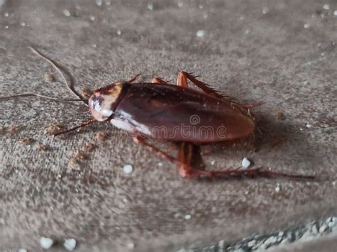 Image result for Large Cockroach Attack