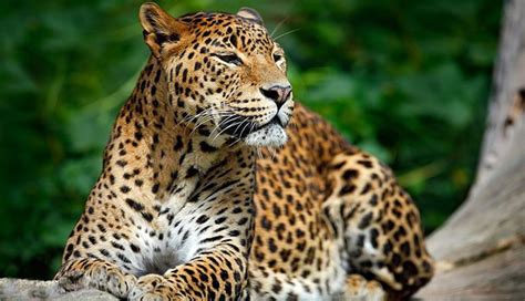 5 Species of Wild Leopards Found in India - lifeberrys.com