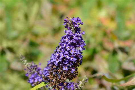 Midnight Black Butterfly Bush Buddleia Midnight Skies Buddleja