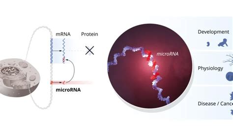 Image result for microRNA Design