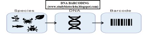 Image result for DNA Barcoding Explained