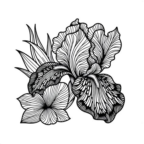 Gratis kleurplaat van de bloei van de bloem Iris