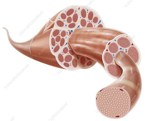 Image result for BioFlix Animation Muscle Structure