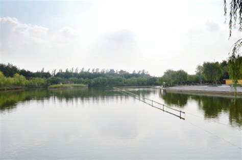 杭州水塘里惊现“国宝级”植物！超大面积……你见过吗？_腾讯新闻