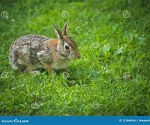 Image result for One Crazy Summer Cute and Fuzzy Bunnies