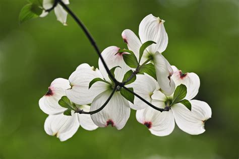 What Is The Best Flowering Dogwood at Makayla Sleath blog