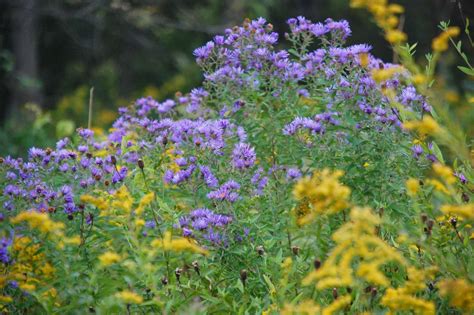 Central New York Nature Study: Goldenrod and New England Aster - Stars ...