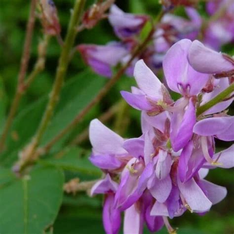 Desmodium Blue (Braya unifoliatum) Live Plant | Rare Flowering Plant ...