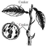 Select the correct option for the given diagram.