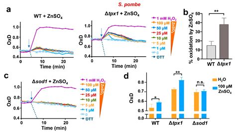 Expression of the H2O2 Biosensor roGFP-Tpx1.C169S in Fission and ...
