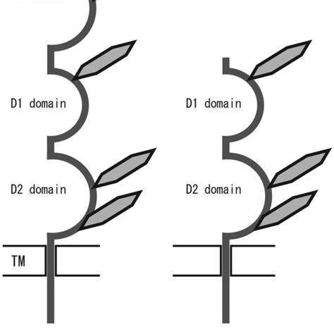 BSG Tutorial 的图像结果