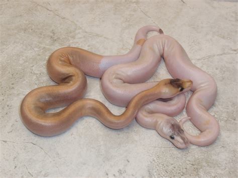 Image result for Ball Python Clutch