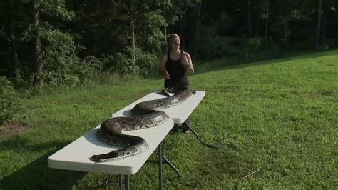 Image result for Giant Python Catching Prey