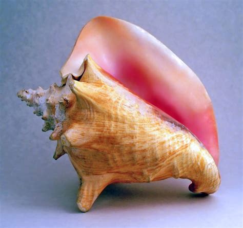 Conch Shell Removal 的图像结果