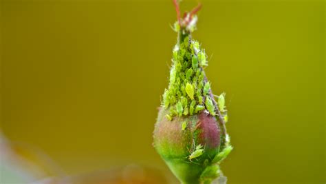 Image result for Spring Season Insects