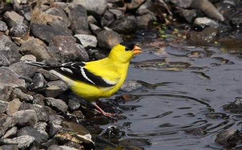 Washington State Bird: Willow Goldfinch