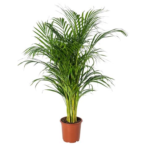 DYPSIS LUTESCENS potted plant, Areca palm, 19 cm (7 ½") - IKEA