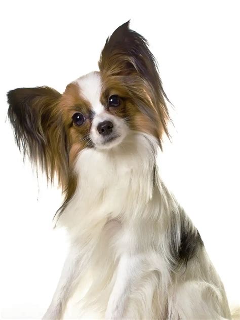 8 dog breeds that adapt well to Indian weather | EconomicTimes