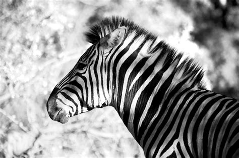 Image result for Zebra Side View