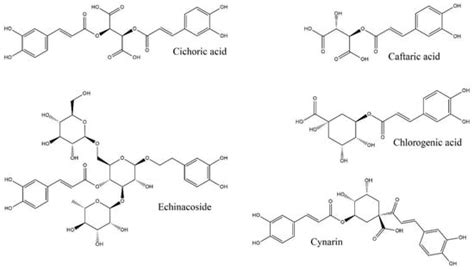 The Importance of Mycorrhizal Fungi in the Development and Secondary ...