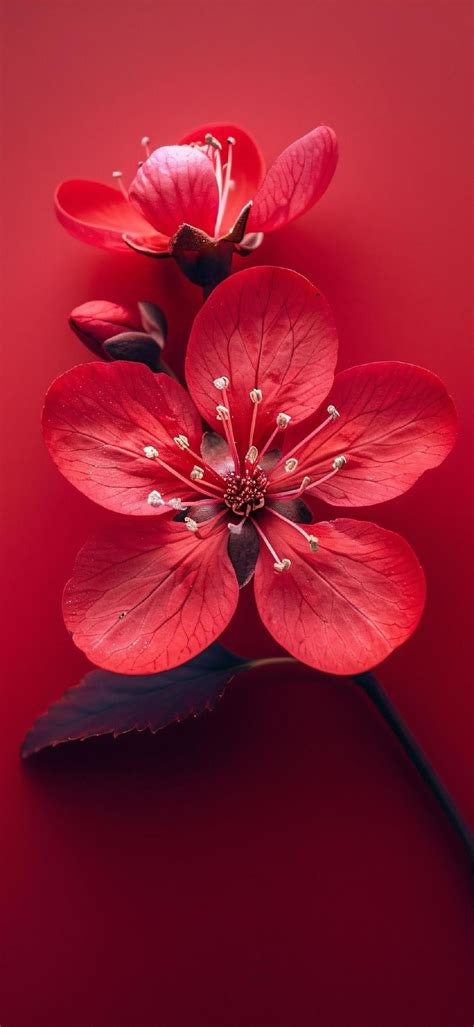 Pin on RED Hot in 2024 | Wallpaper nature flowers, Android wallpaper ...