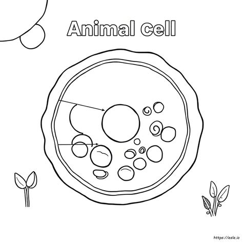Animal Cell Coloring Labeled