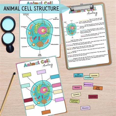 Image result for Basic Structure of a Cell