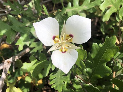 Wasatch Wildflowers: Sego Lily (Calochortus nuttallii) - TownLift, Park ...