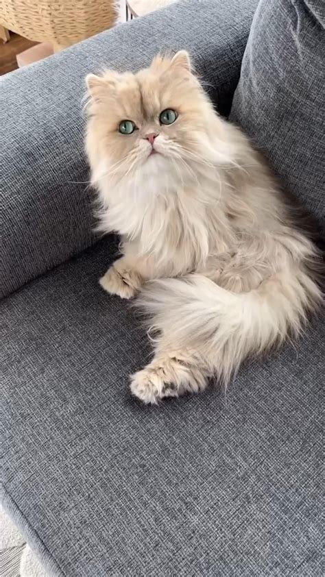 Chinchilla persian cat – Artofit