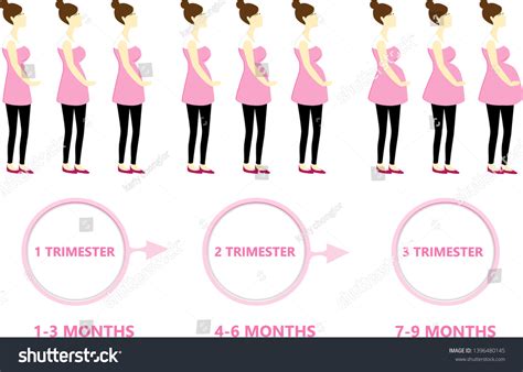 Woman Pregnancy First Month 9 Months Stock Vector (Royalty Free ...