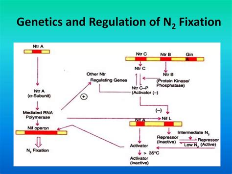 Biological nitrogen fixation | PDF