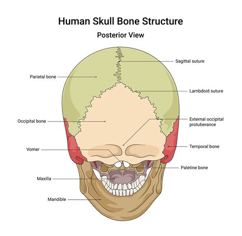 The Posterior View of Human Skull Anatomy - Anatomy Note